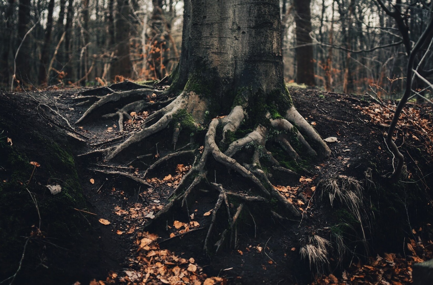 Stockwerke des Waldes