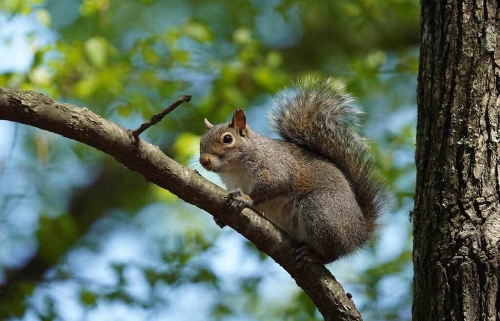 Die Nahrungskette im Wald